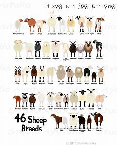 46 Breeds Of Sheep Chart Svg Png Jpg 1620 Etsy