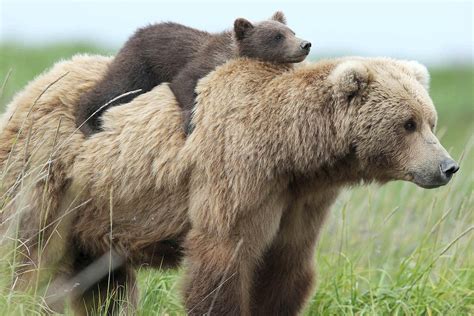 12 Adorable Moments Between Mom Bears And Their Teddy Bear