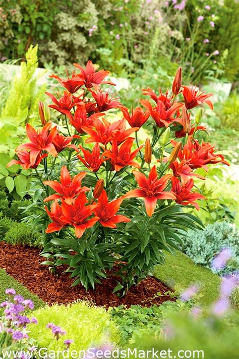 Double Asiatic Lily Red Twin Garden Seeds Market Free Shipping