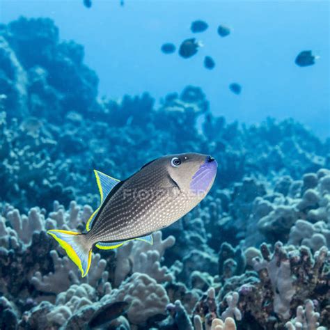 Male Gilded Triggerfish Xanthichthys Auromarginatus With A Coral Reef