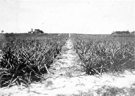 Florida Memory Pineapples On The Seminole Plantation Viking Florida