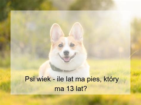 Psi Wiek Ile Lat Ma Pies Kt Ry Ma Lat Portal O Zwierz Tach