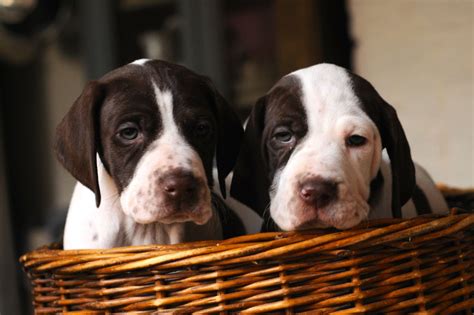 But there are ways that can ease your mind and enrich the puppy's day. English Pointer puppies *ALL SOLD | Uckfield, East Sussex ...