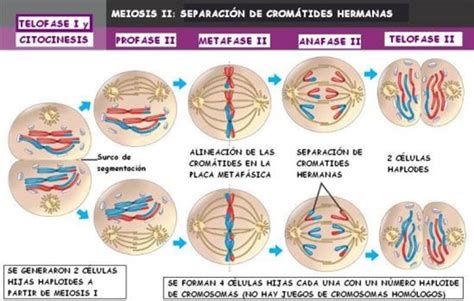 Textos Y Resúmenes De Psicología Meiosis