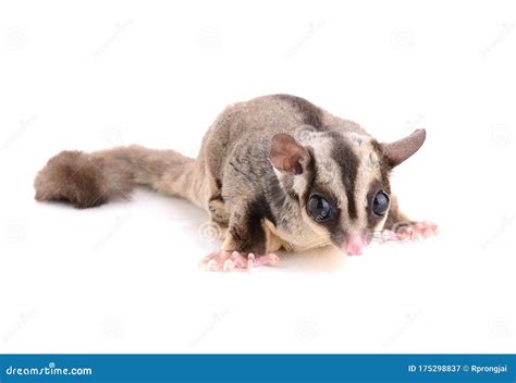 Squirrel Sugar Glider On White Background Stock Image Image Of