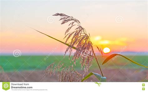 Reed Along The Shore Of A Lake At Sunrise Stock Photo Image Of