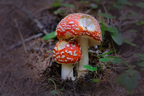 Amanita Muscaria JuzaPhoto