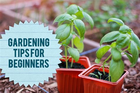 The Amazing And Great Gardening Tips For Beginners