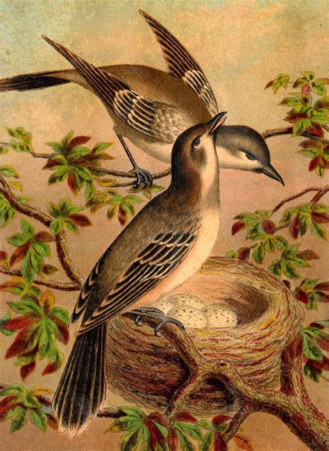to antique images antique bird print bird artwork artwork images artwork prints antique