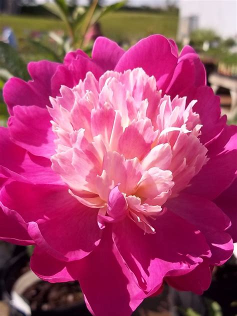 Double Pink Peony Stunning Красивые цветы Цветы Макросъемки
