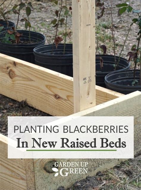 How To Plant Blackberries In New Raised Beds 17 Garden Design Plants