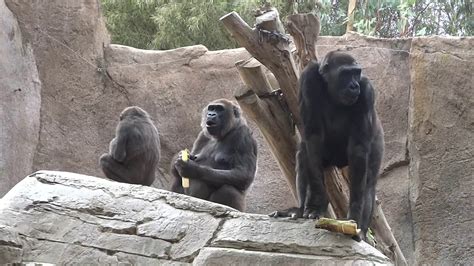 Gorillas In San Diego Zoo Youtube