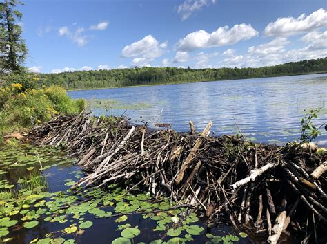 This Is What A Beaver Dam Looks Like Mildly Interesting