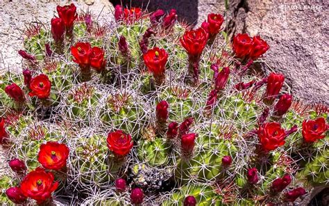 Cactuses grown as houseplants need the same growing conditions they need in nature: Joshua Tree Wildflowers Guide • James Kaiser