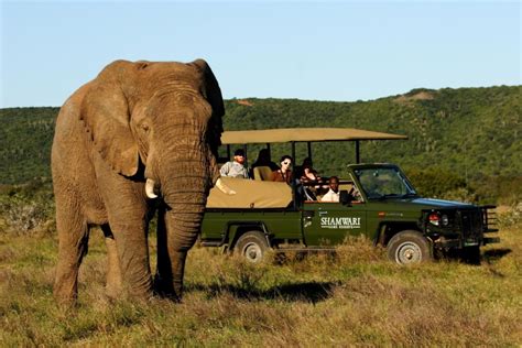 the shamwari game reserve of the eastern cape south africa is one of the largest game reserves