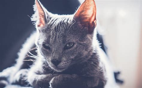 Gray Cat Pets Cute Animals Cats Hd Wallpaper Peakpx