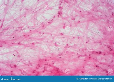 Tissu Conjonctif Ar Olaire Sous La Vue Microscope Photo Stock Image