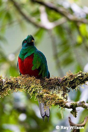 Crested Quetzal Pharomachrus Antisianus Beautiful Birds Quetzal