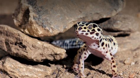 Leopard Gecko San Diego Zoo Animals And Plants