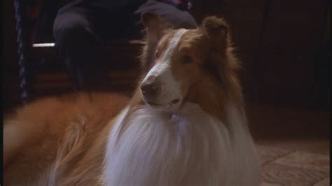 lassie 1994 90s films image 23519334 fanpop