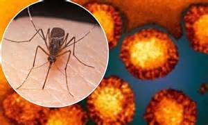 Mosquito Which Carries Deadly West Nile Virus Disease Living In Kent