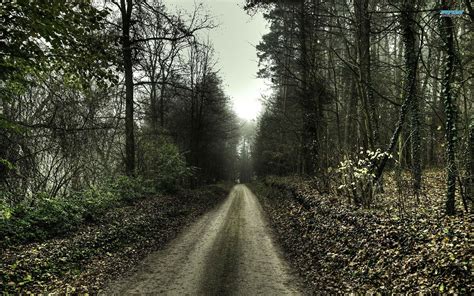 Road In The Forest Hd Wallpaper