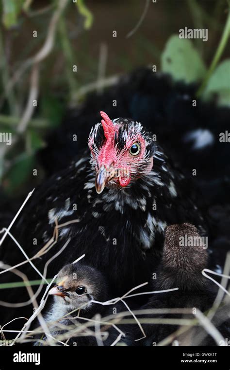 Chicks Under Hen Wings Hi Res Stock Photography And Images Alamy