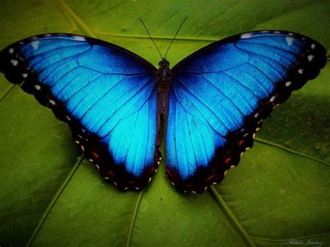 Blue Morpho Butterfly Blue Morpho Butterfly Blue Morpho Morpho