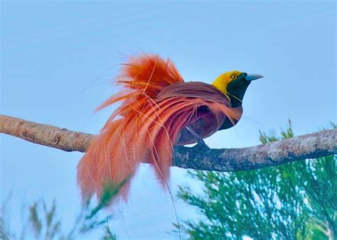 3839 Raggiana Bird Of Paradise Paradisaea Raggiana Varir Flickr