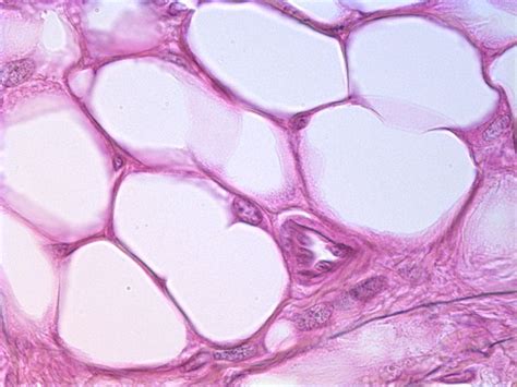 Adipose Connective Tissue