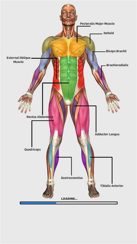 Try Muscular Anatomy Game That Is One Of The Most Important Parts Of