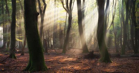 Forest Wonderlands Photos Of Woods In The Netherlands