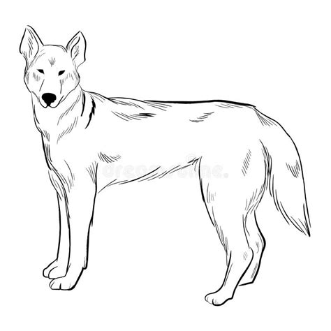 Dingo Dog Isolated On White Background Stock Vector Illustration Of