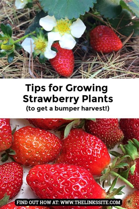 Hints And Tips So You Can Successfully Grow Your Own Strawberries At