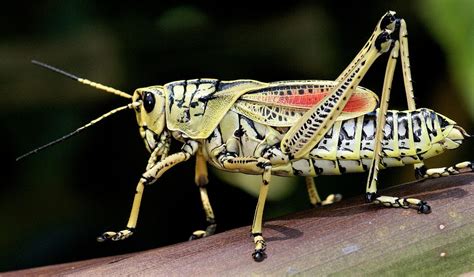 The Typical Adult Grasshopper Can Leap 20 Times Its Body Length