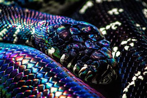 Фото Фиолетовых Змей Telegraph