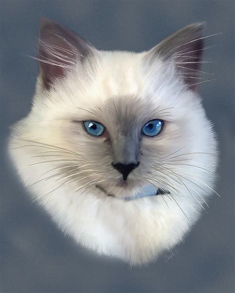Ragdoll Cat Painting By Sarahbob Redbubble