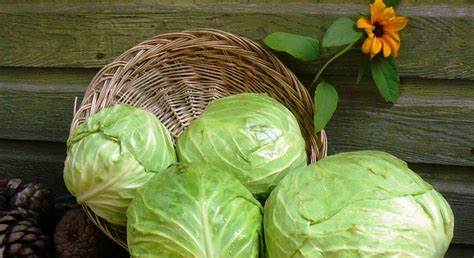 Диета капуста белокочанная Белокочанная капуста - вся информация о давно знакомом овоще Белокочанная капуста - вся информация о давно знакомом овоще Диета капуста белокочанная