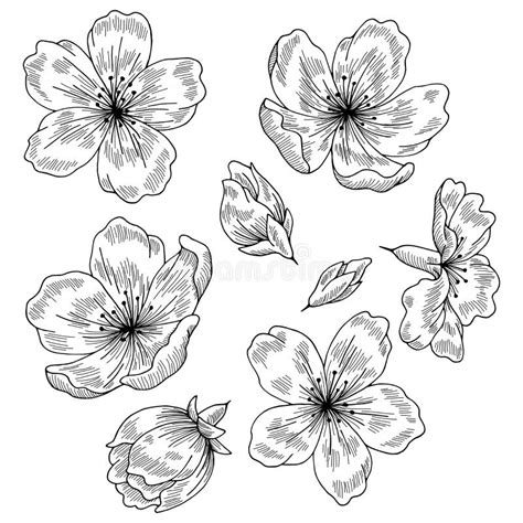 Sakura Graphic Flower Black White Isolated Sketch Set Illustration