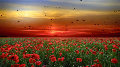 Sunset Sky Red Clouds Birds Field With Poppies Red Flowers