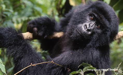 The Endangered Mountain Gorillas Primates Tours Gorilla Safari
