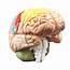 VAB400 Color Coded Human Brain  Brains & Nervous System Anatomical