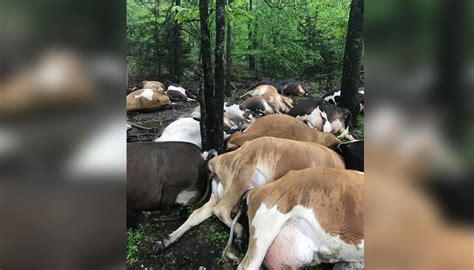 Dozens Of Cows Killed By Lightning Strike Newshub