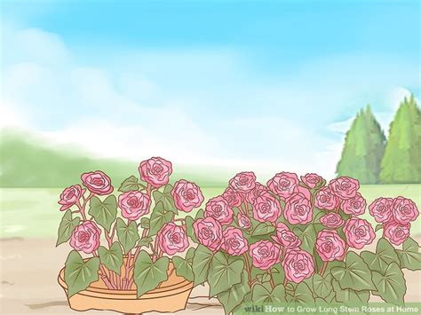 All in all, i'm glad with the purchase and if i don't succeed in grown a thornless rose bush i will certainly pay from here again. How to Grow Long Stem Roses at Home (with Pictures) - wikiHow
