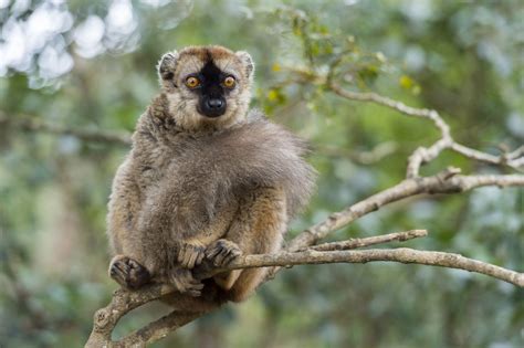 Lemurs Recognise Their Kin In Photos Cosmos Magazine