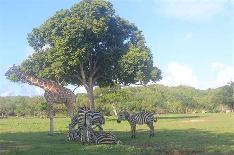 Calauit Safari Park In Busuanga Palawan Reopens