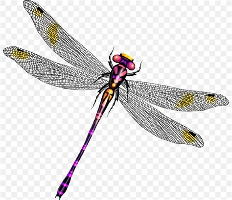 Dragonfly Clip Art Png 800x709px Dragonfly Animation Arthropod