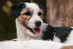 Pflege und Gesundheit des Parson Russell Terriers - Trimmen, Zecken, Impfen