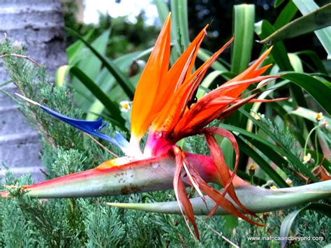 Strelitzia Bird Of Paradise Flower Sapeople Your Worldwide South