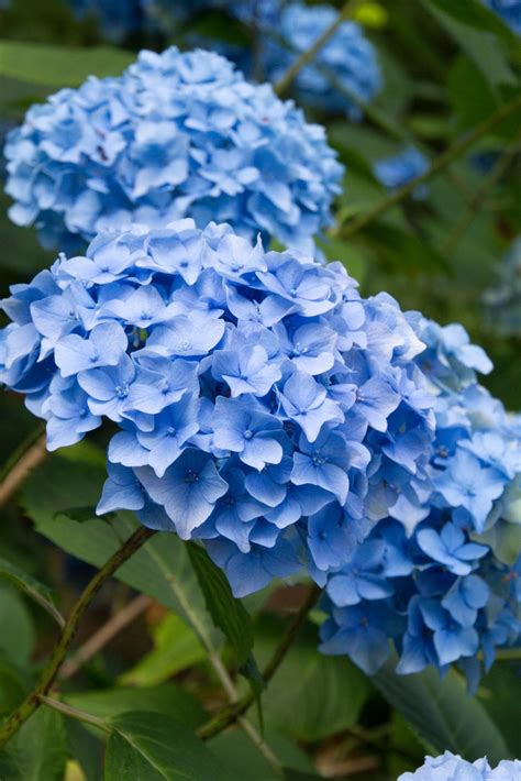 Nikko Blue Hydrangea Courville Nurseries